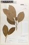 Hieronyma oblonga (Tul.) Müll. Arg., Costa Rica, G. R. Proctor 32455, F