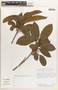 Hieronyma oblonga (Tul.) Müll. Arg., Costa Rica, B. E. Hammel 18732, F