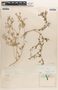 Croton L., U.S.A., A. C. V. Schott, F