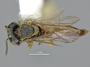 3188813 Melipona, habitus, dorsal view