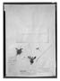 Field Museum photo negatives collection; Real Jardín Botánico specimen of Pinguicula obtusiloba A. DC., Mexico, M. Sessé 243, Type [status unknown], MA