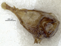 3982343 Goudotostes fisheri, holotype, dissected structures