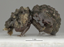 3982343 Goudotostes fisheri, holotype, habitus, lateral view