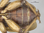 3982344 Homalocolpura parriolloi, holotype, abdomen, ventral view