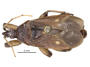 3982344 Homalocolpura parriolloi, holotype, habitus, dorsal view