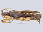 3982344 Homalocolpura parriolloi, holotype, habitus, lateral view