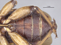 3982344 Homalocolpura parriolloi, holotype, leg, ventral view