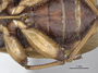 3982344 Homalocolpura parriolloi, holotype, leg, ventral view