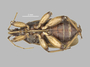 3982344 Homalocolpura parriolloi, holotype, habitus, ventral view