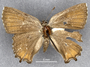 3982347 Incisalia irus arsace, habitus, dorsal view