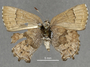 3982347 Incisalia irus arsace, habitus, ventral view