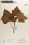 Jatropha curcas L., Honduras, G. L. Webster 12546, F