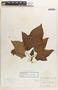 Jatropha curcas L., Guatemala, B. L. Robinson 181, F