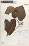 Jatropha curcas L., Guatemala, W. E. Harmon 2305, F