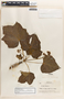 Jatropha curcas L., Honduras, P. C. Standley 6011, F