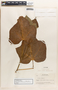 Jatropha curcas L., El Salvador, P. C. Standley 3743, F