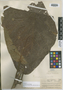 Coccoloba hirsuta Standl., HONDURAS, P. C. Standley 54802, Holotype, F