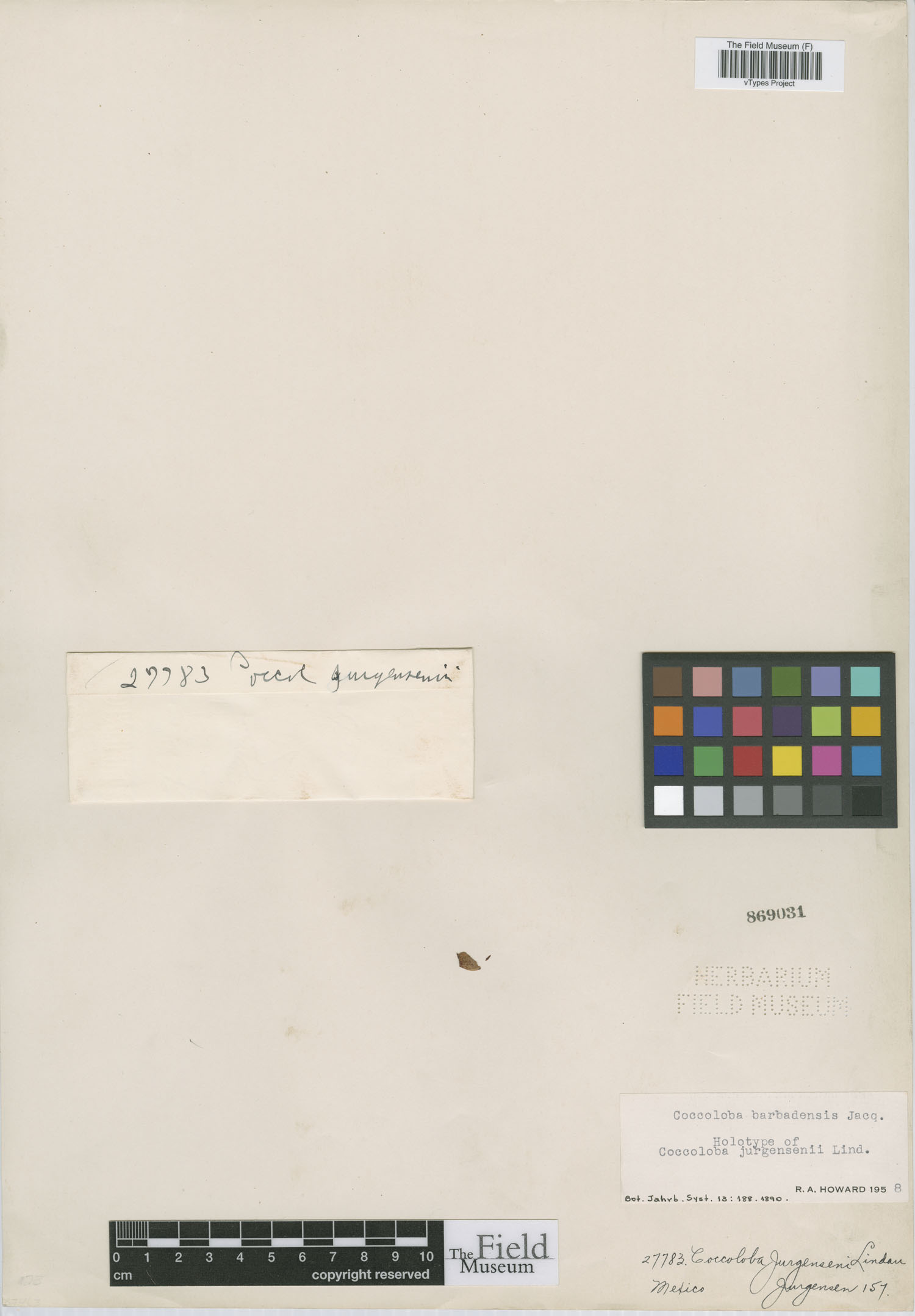 Coccoloba barbadensis image