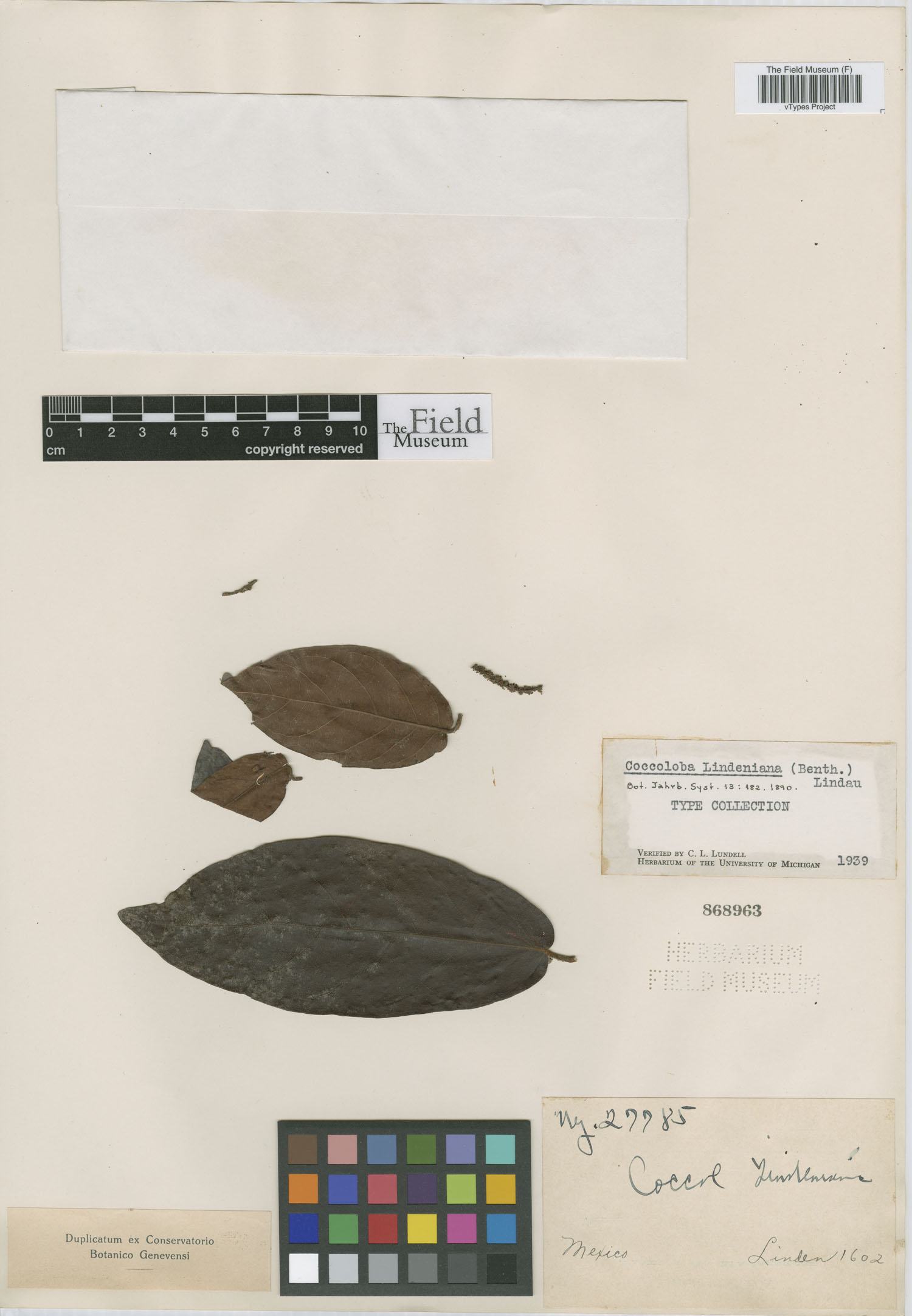Coccoloba lindeniana image