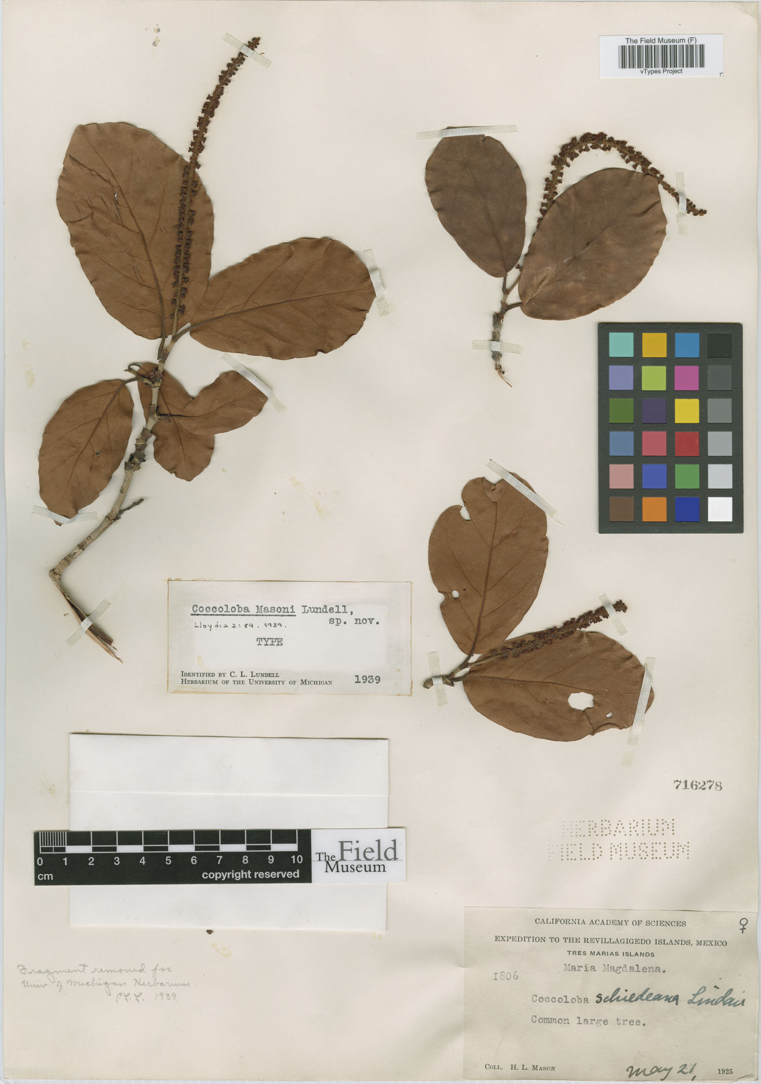 Coccoloba masoni image