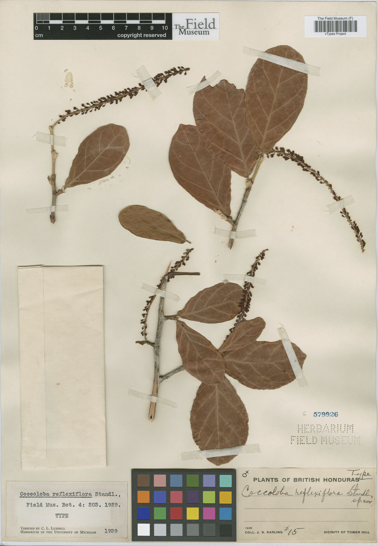 Coccoloba reflexiflora image