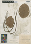 Coccoloba litoralis Urb., JAMAICA, W. H. Harris 10228, Type [status unknown], F