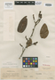 Coccoloba schomburgkii Meisn., BRITISH GUIANA [Guyana], R. H. Schomburgk 640, Isotype, F