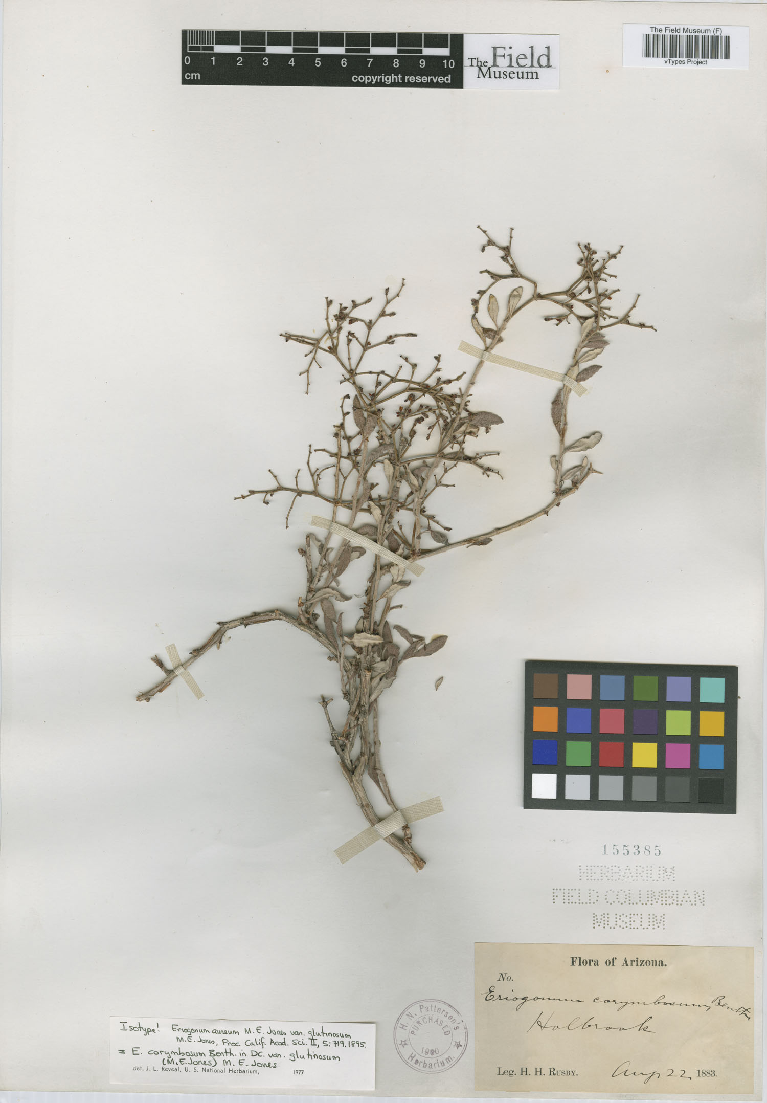 Eriogonum corymbosum var. aureum image