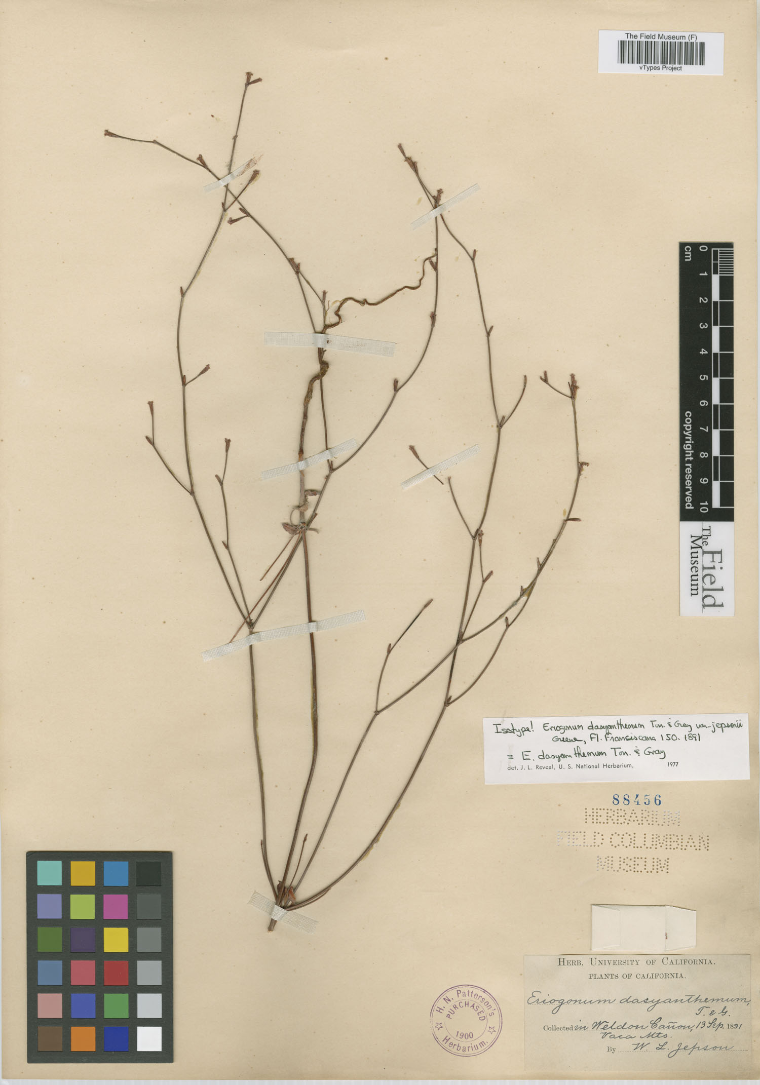 Eriogonum dasyanthemum var. jepsonii image