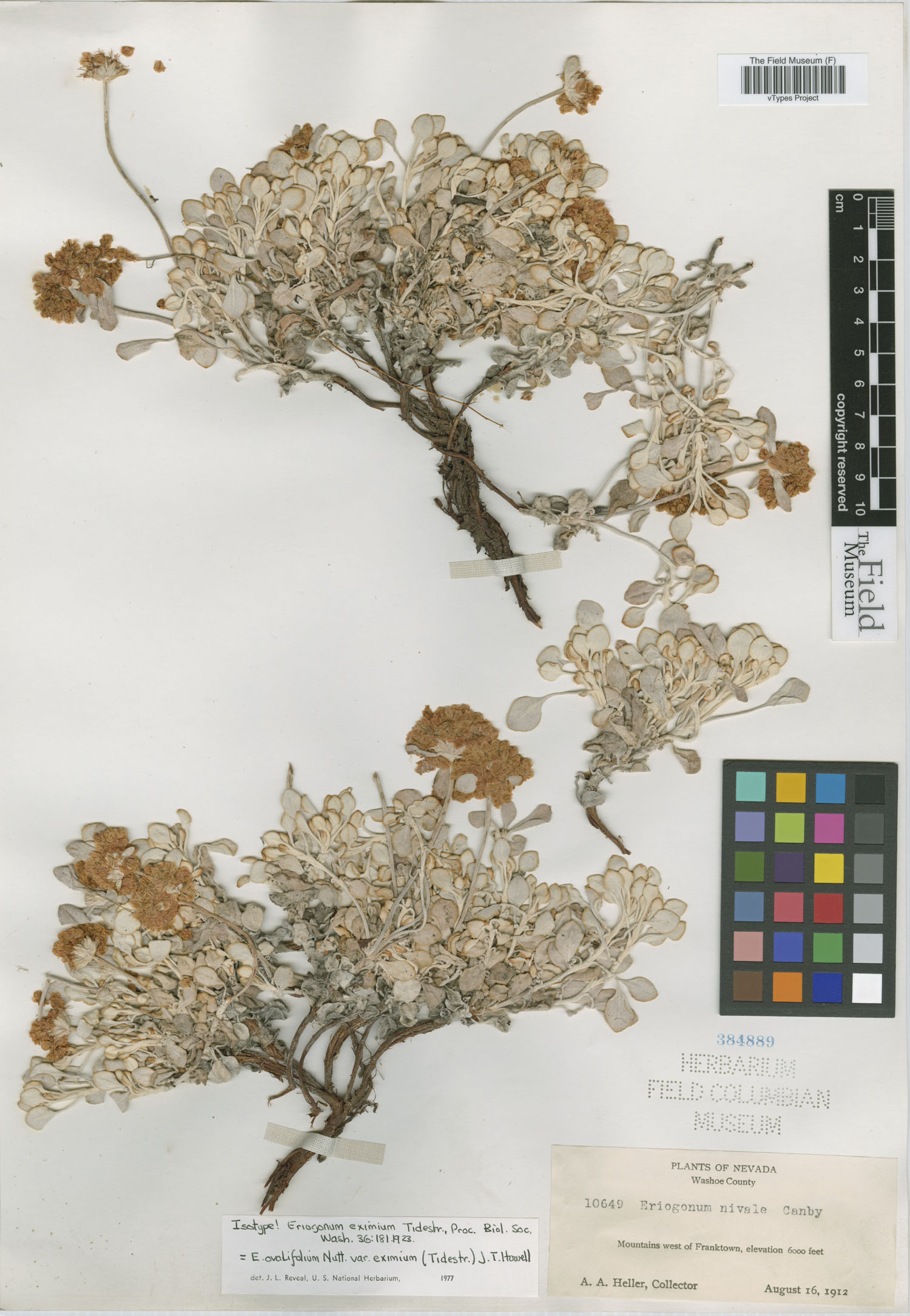 Eriogonum eximium image