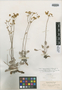 Eriogonum flavissimum image