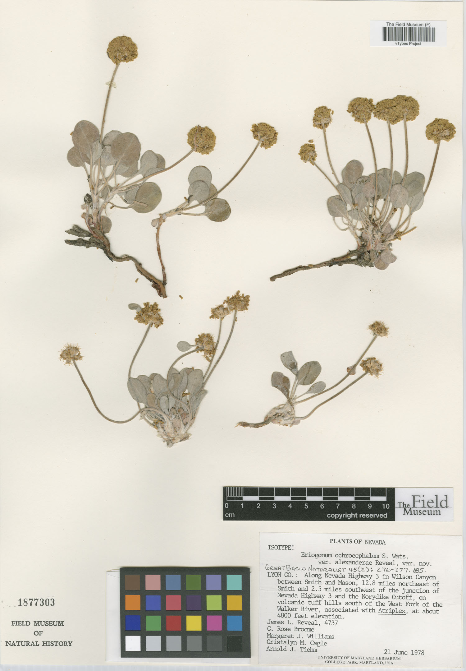 Eriogonum ochrocephalum var. alexanderae image