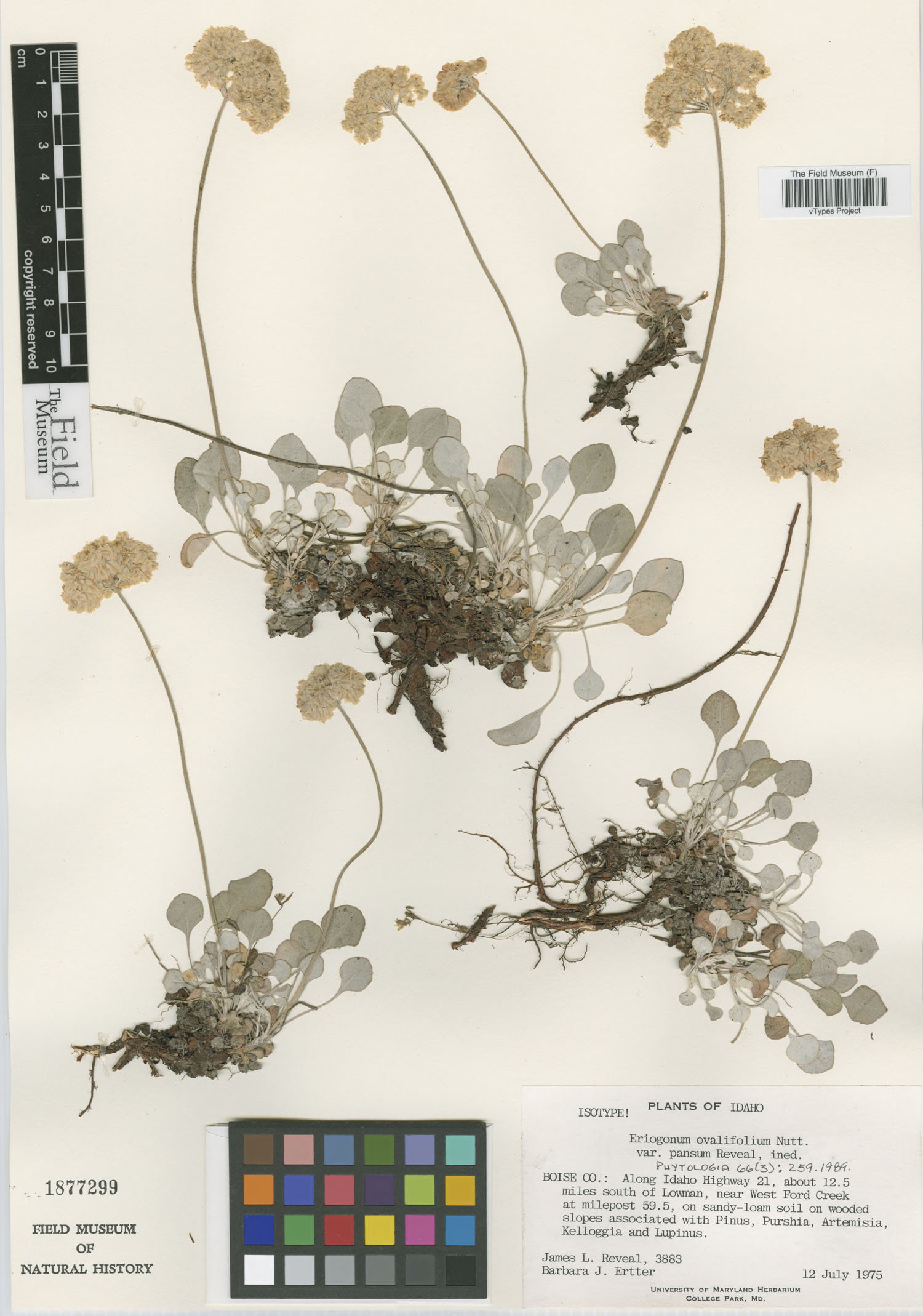 Eriogonum ovalifolium var. pansum image