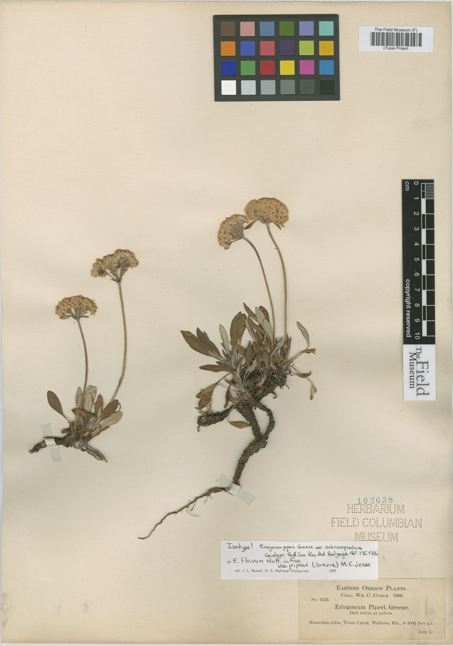 Eriogonum flavum var. piperi image