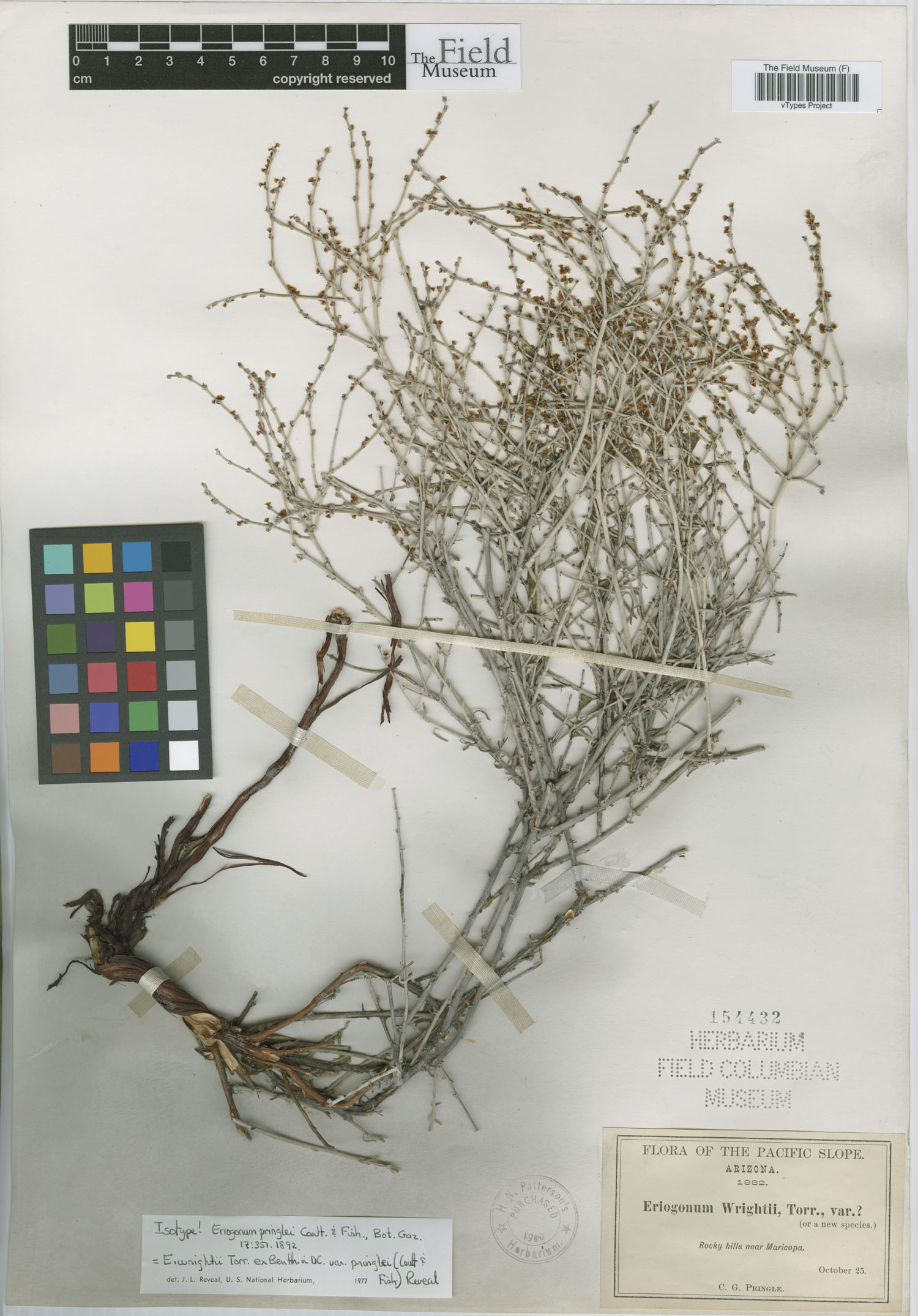 Eriogonum wrightii var. pringlei image