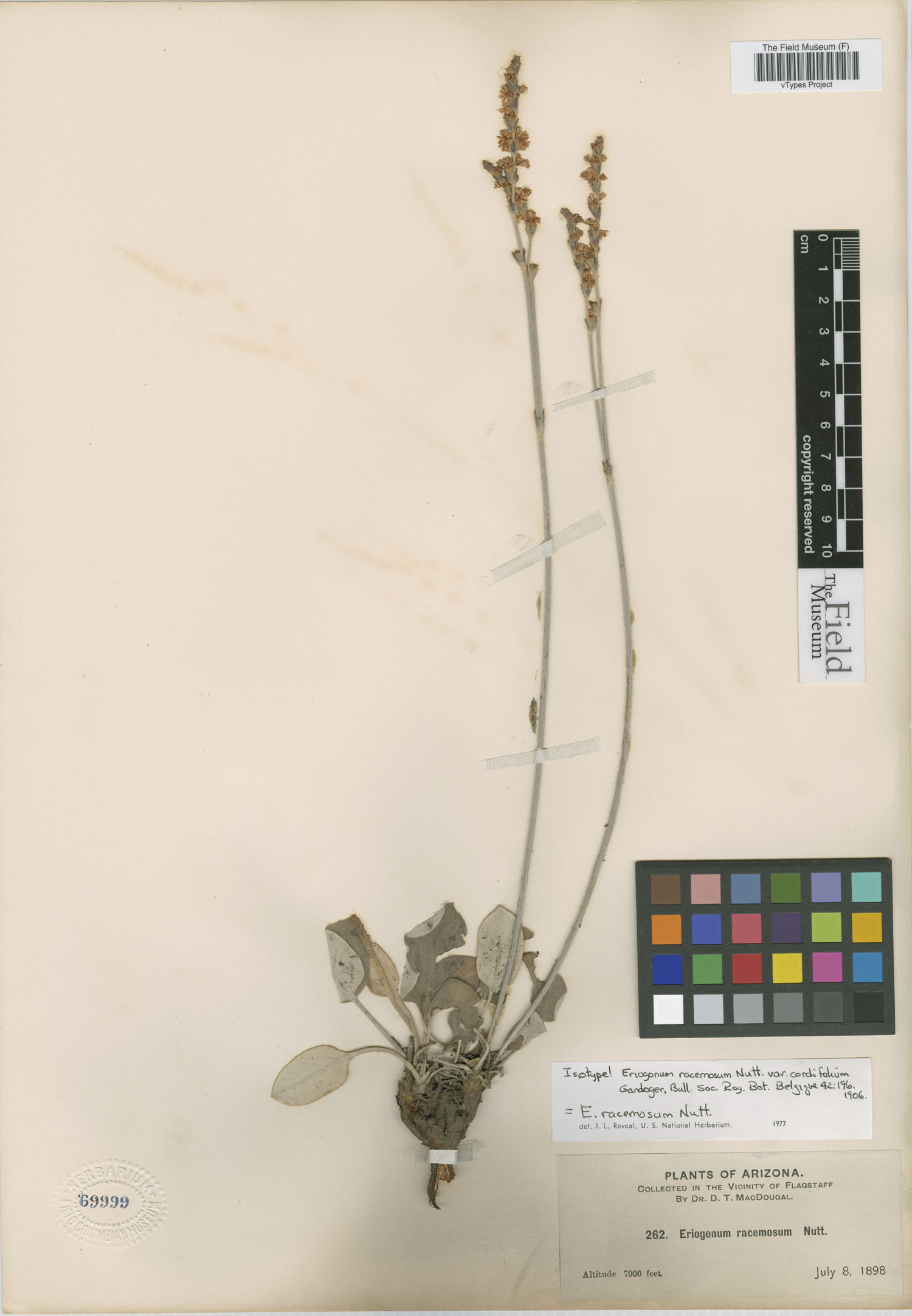 Eriogonum racemosum var. cordifolium image