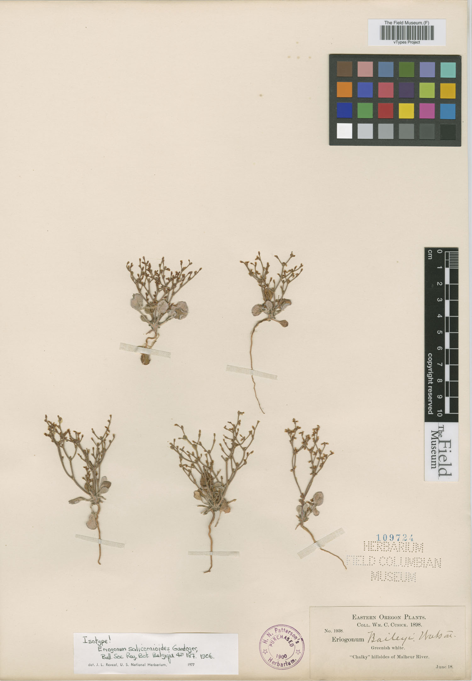 Eriogonum salicornioides image