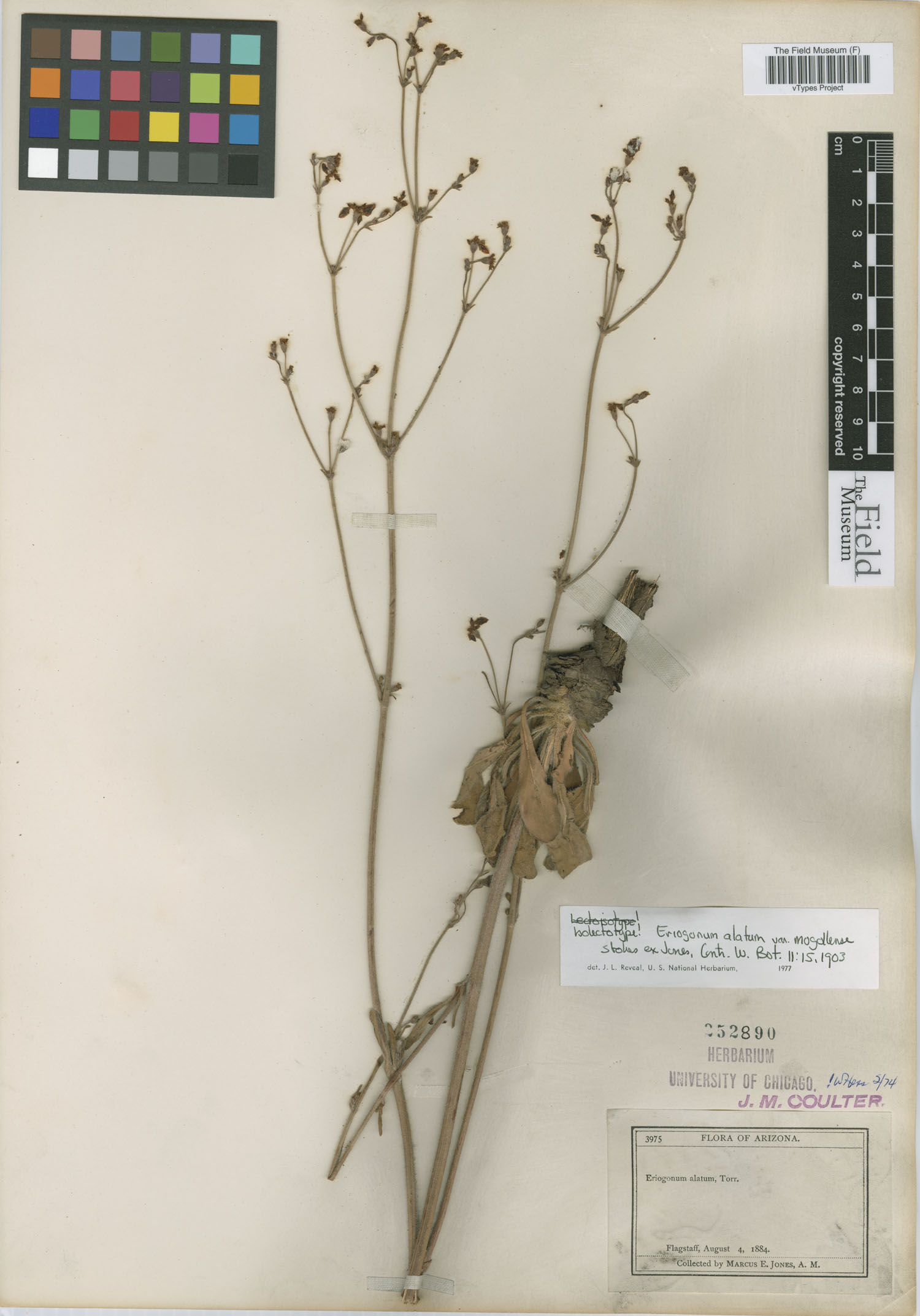 Eriogonum alatum var. mogollense image