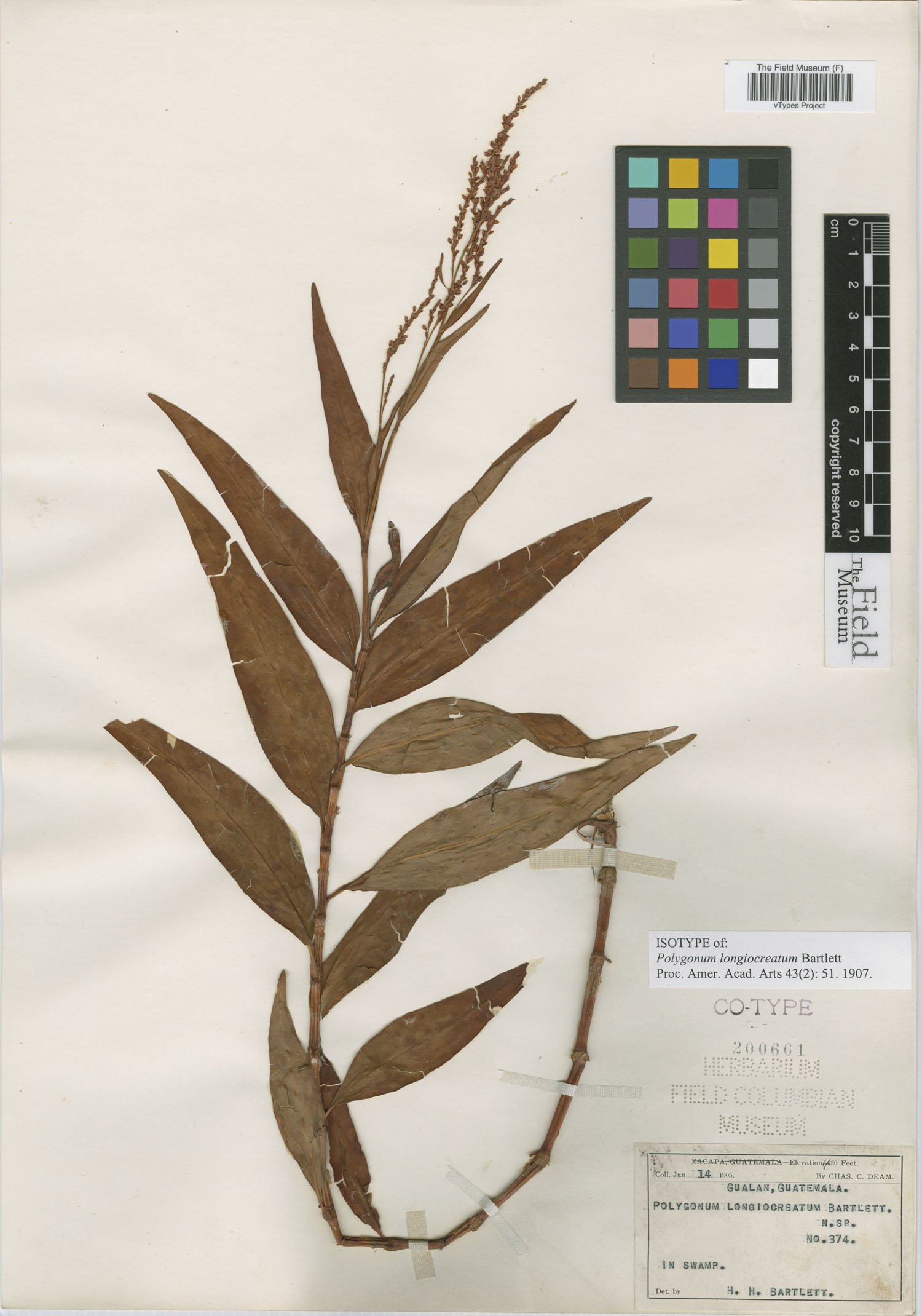 Polygonum longiocreatum image