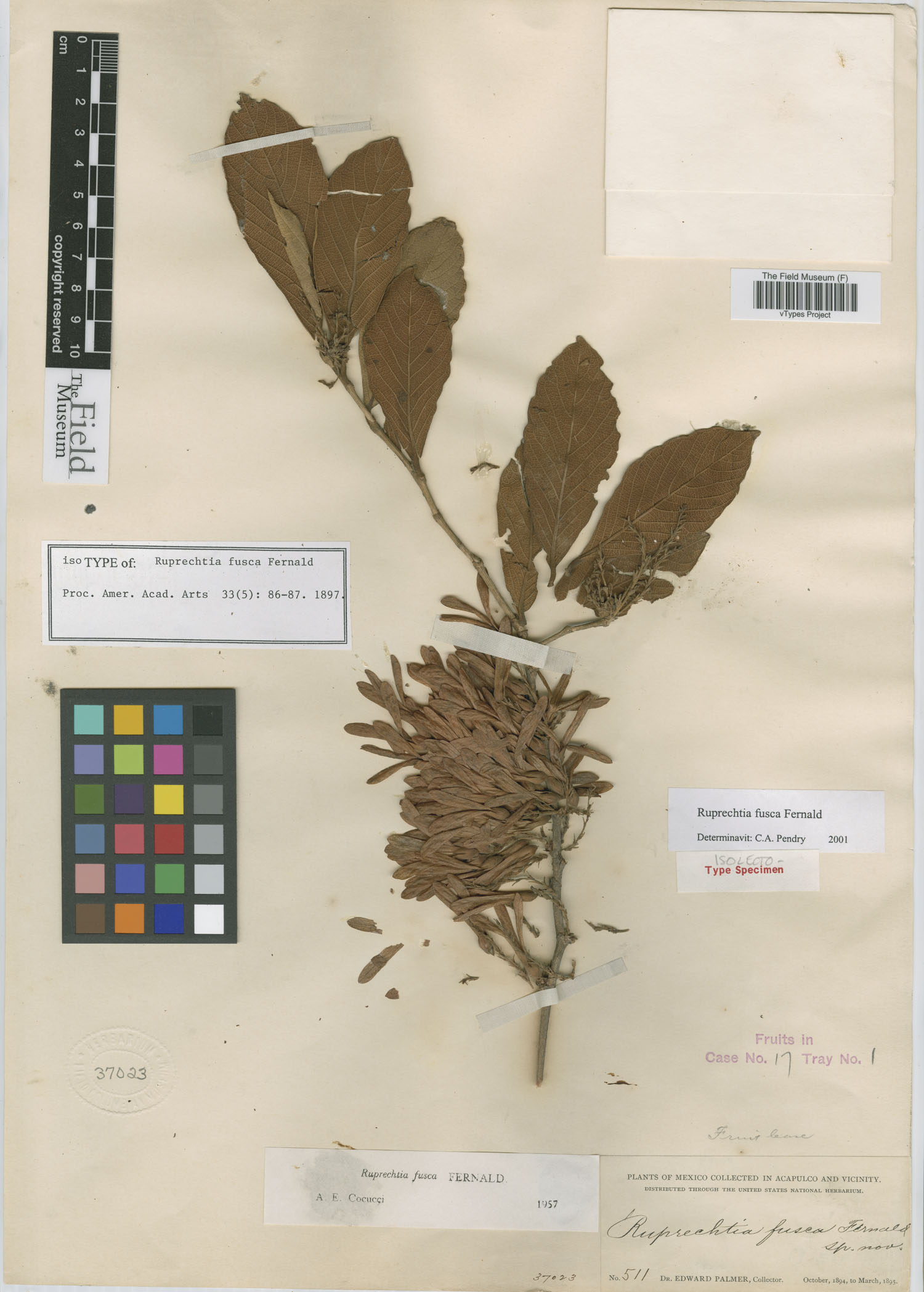 Ruprechtia fusca image