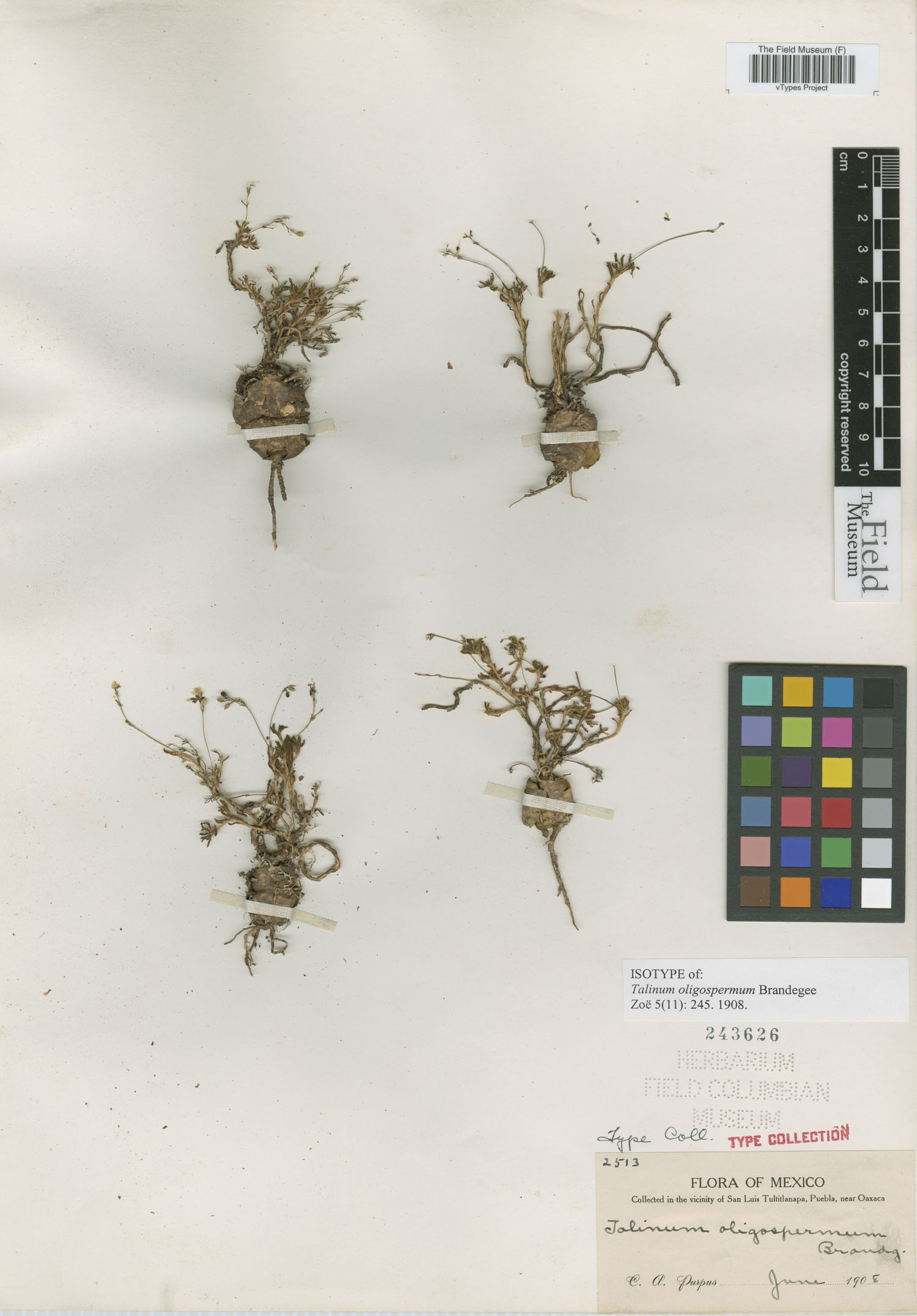 Phemeranthus oligospermus image
