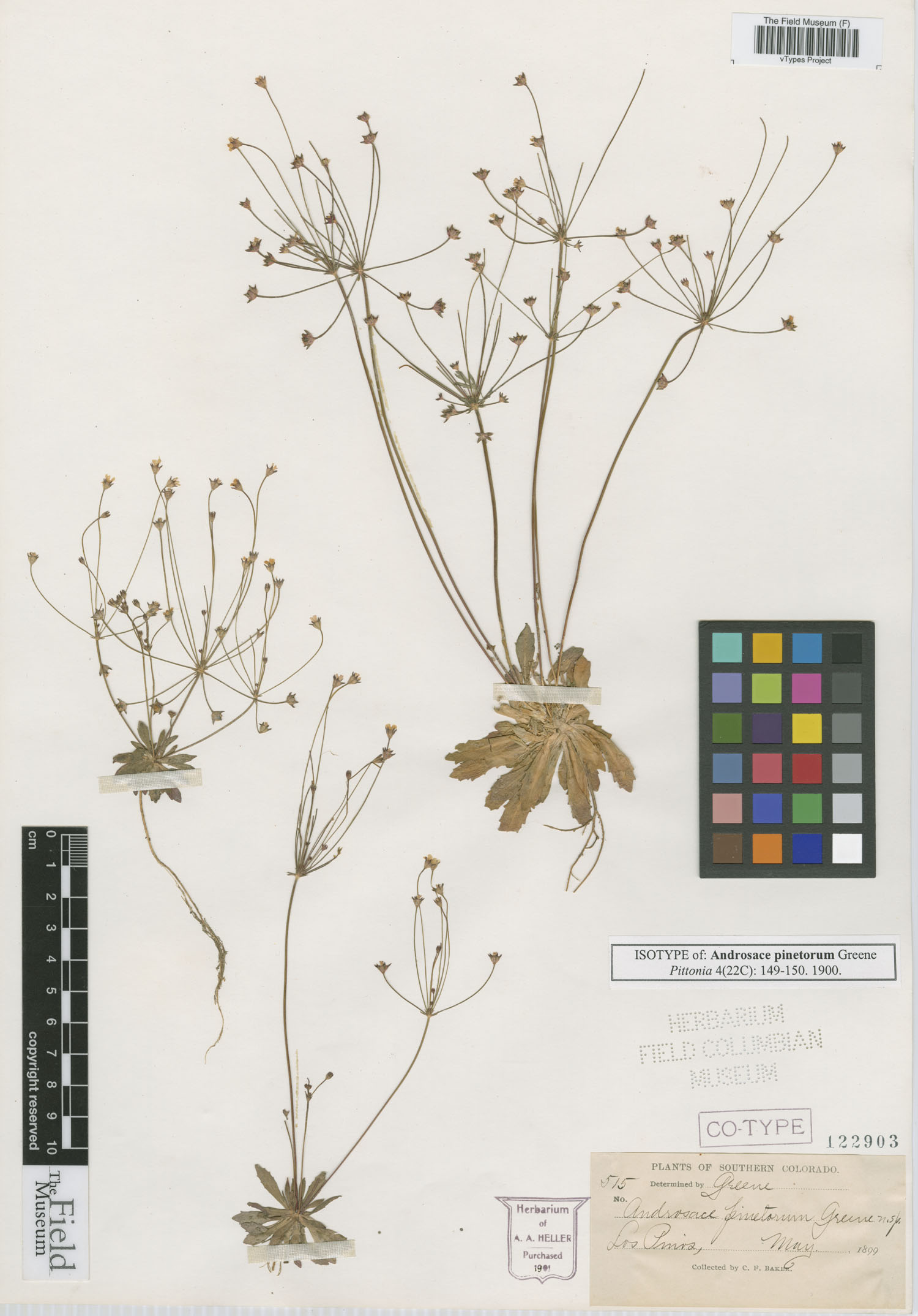 Androsace pinetorum image