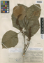 Roupala paulensis Sleumer, BRAZIL, F. C. Hoehne 28400, Isotype, F