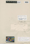 Roupala polystachya Kunth, COLOMBIA, A. J. A. Bonpland s.n., Isotype, F