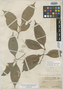 Quiina panamensis Standl., Panama, G. Proctor Cooper 608, Holotype, F