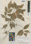 Quiina amazonica A. C. Sm., Brazil, B. A. Krukoff 6445, Isotype, F