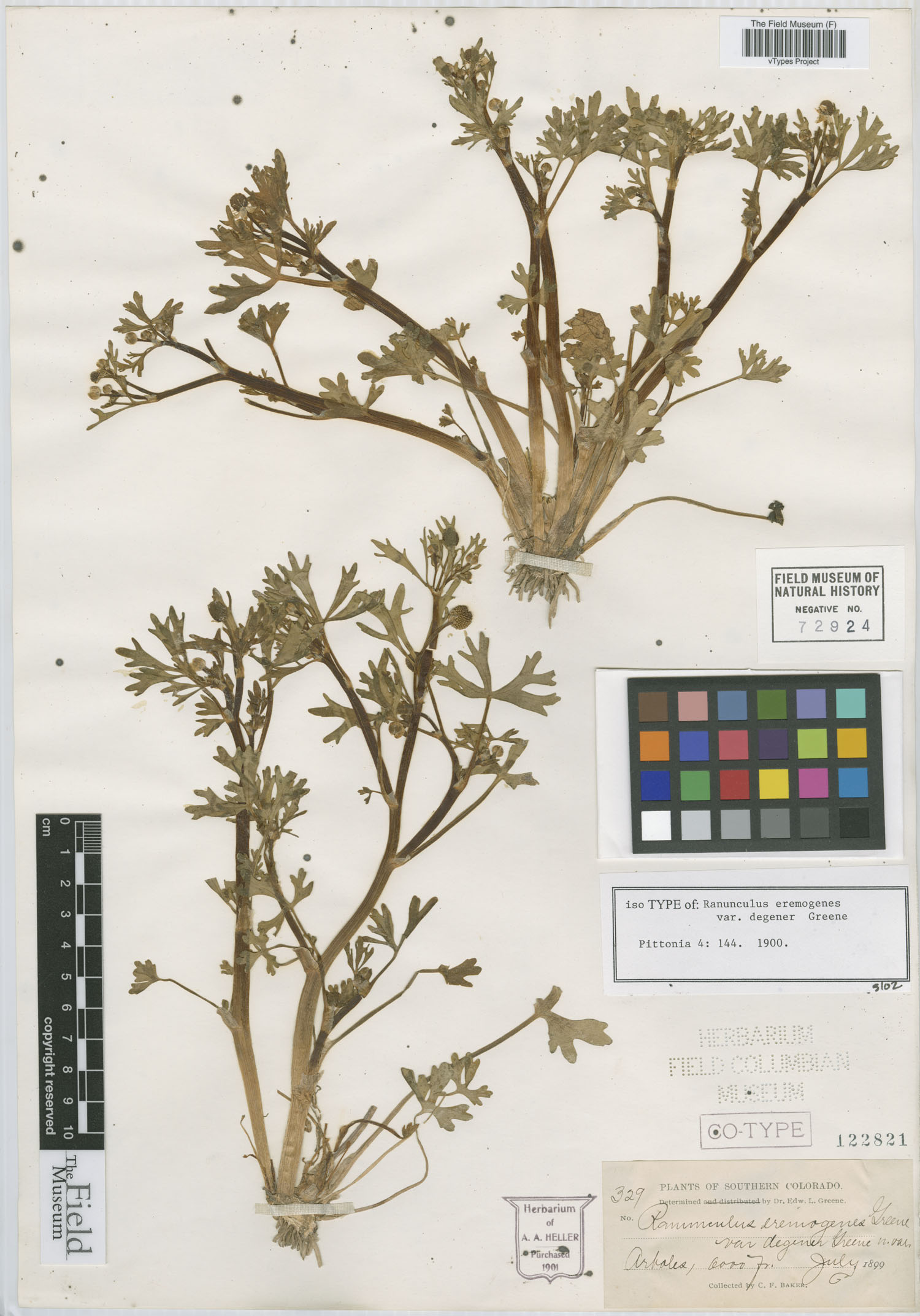 Ranunculus eremogenes var. degener image