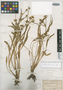 Ranunculus lemmoni A. Gray, U.S.A., J. G. Lemmon s.n., Possible type, F