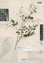Thalictrum panamense Standl., Panama, M. E. Davidson 791, Holotype, F
