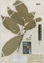 Colubrina spinosa subsp. spinosa image